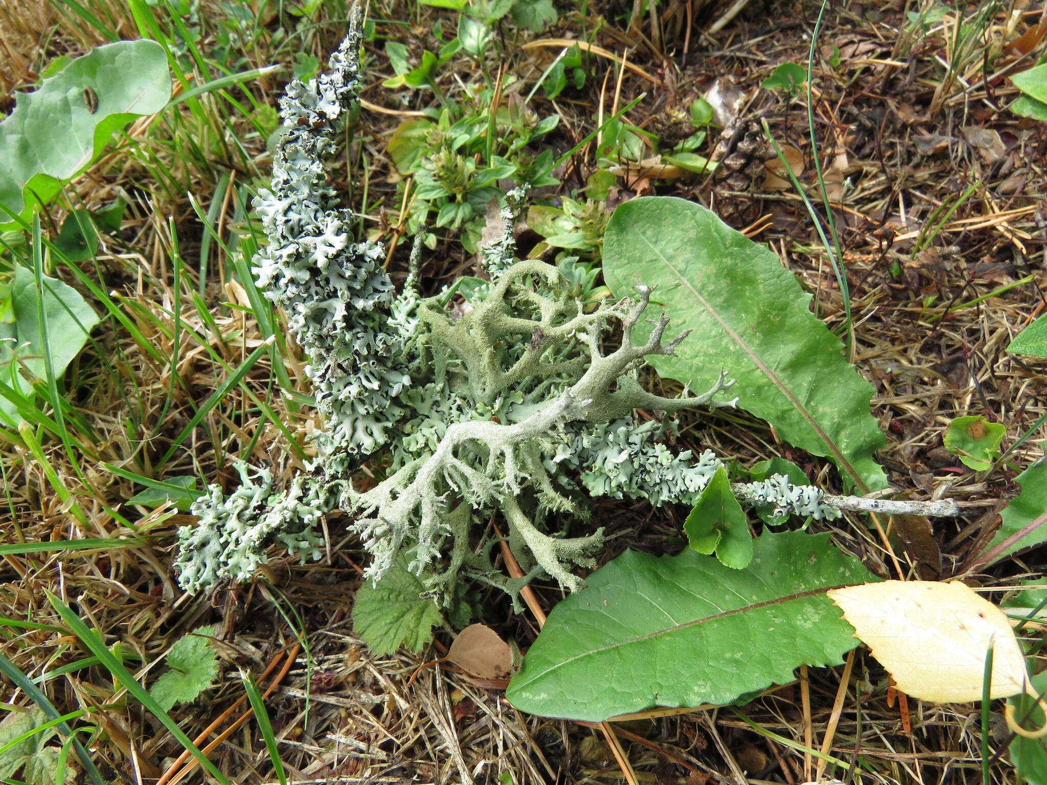 Image of light and dark lichen