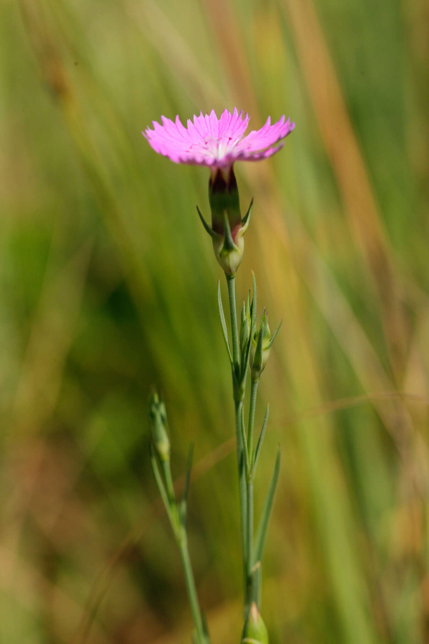 Image of China pink