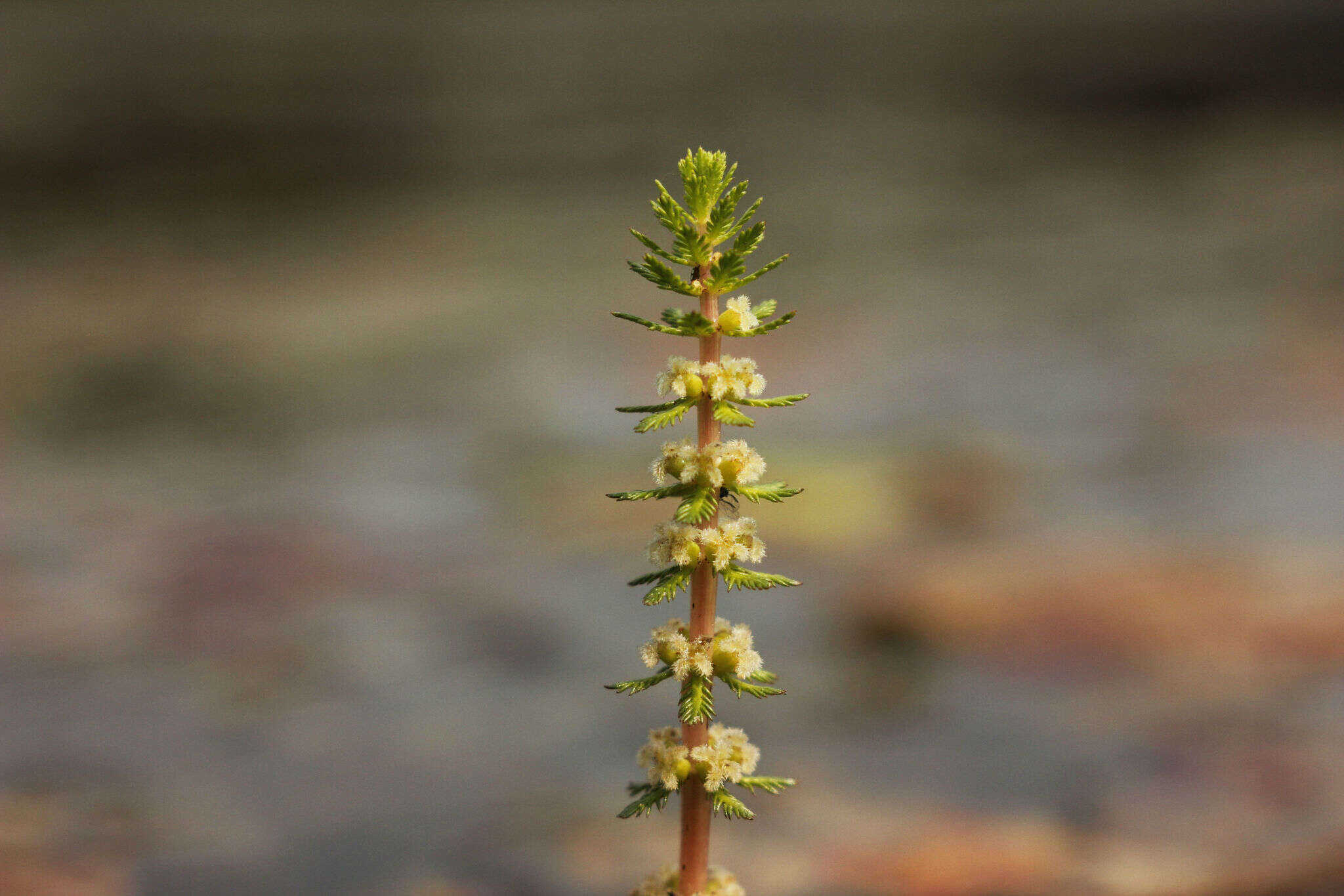 Image of Whorled Water-milfoil