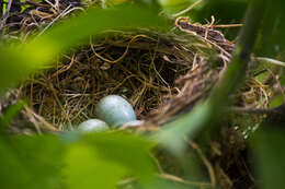 Turdus merula aterrimus (Madarász 1903) resmi