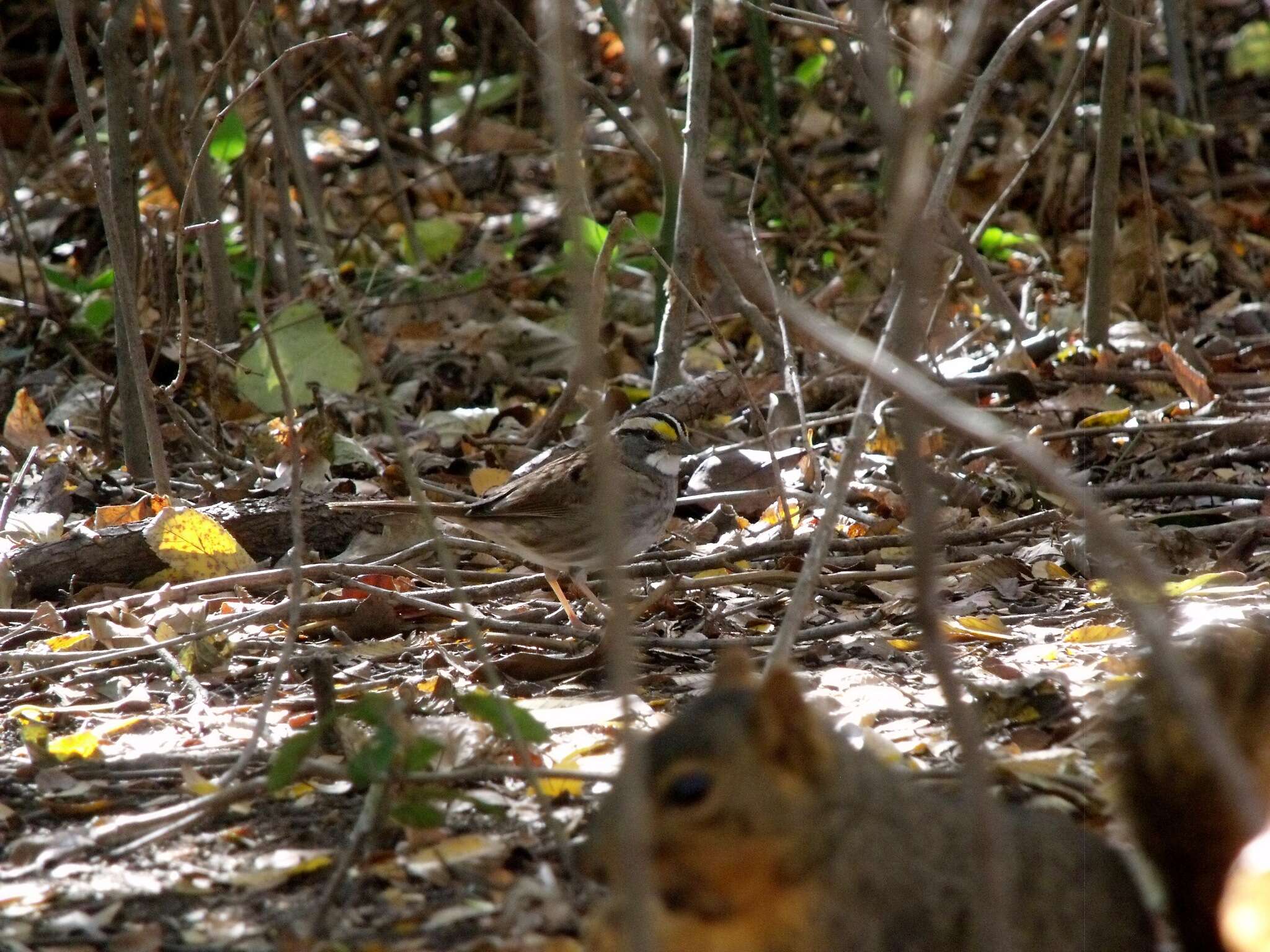 Image of White-throated Sparrow