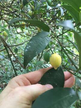 Image of Garcinia gardneriana (Planch. & Triana) D. C. Zappi