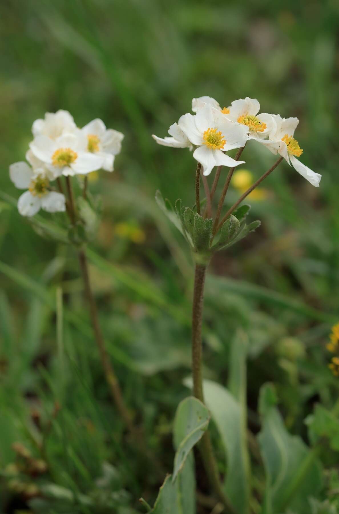 Anemonastrum protractum (Ulbrich) Holub的圖片