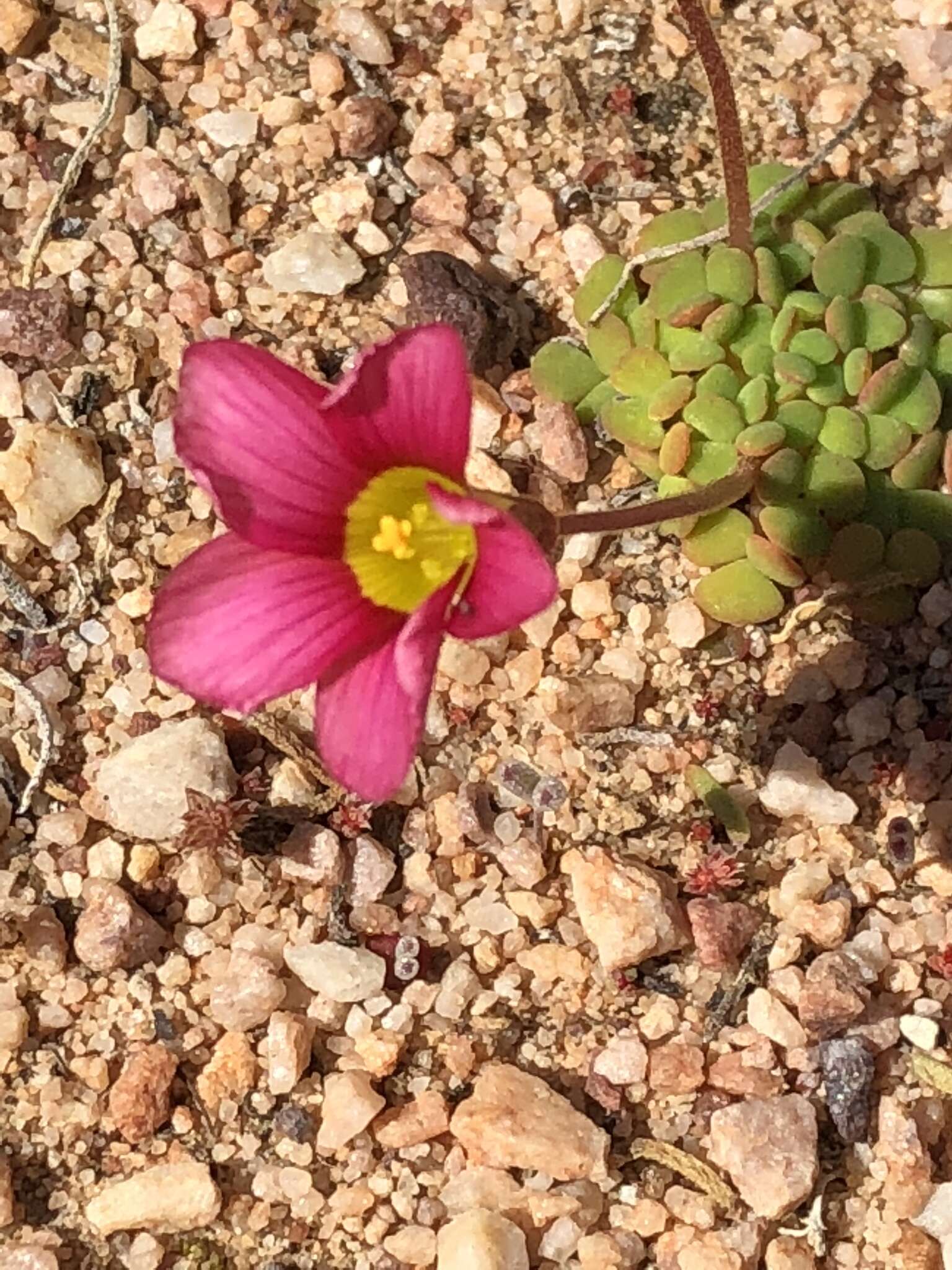 Sivun Oxalis inaequalis Weintroub kuva