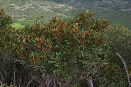 Image of Acridocarpus austrocaledonicus Baill.