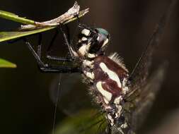 Image of Mountain Tigertail