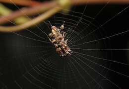 Image of Cyclosa diversa (O. Pickard-Cambridge 1894)