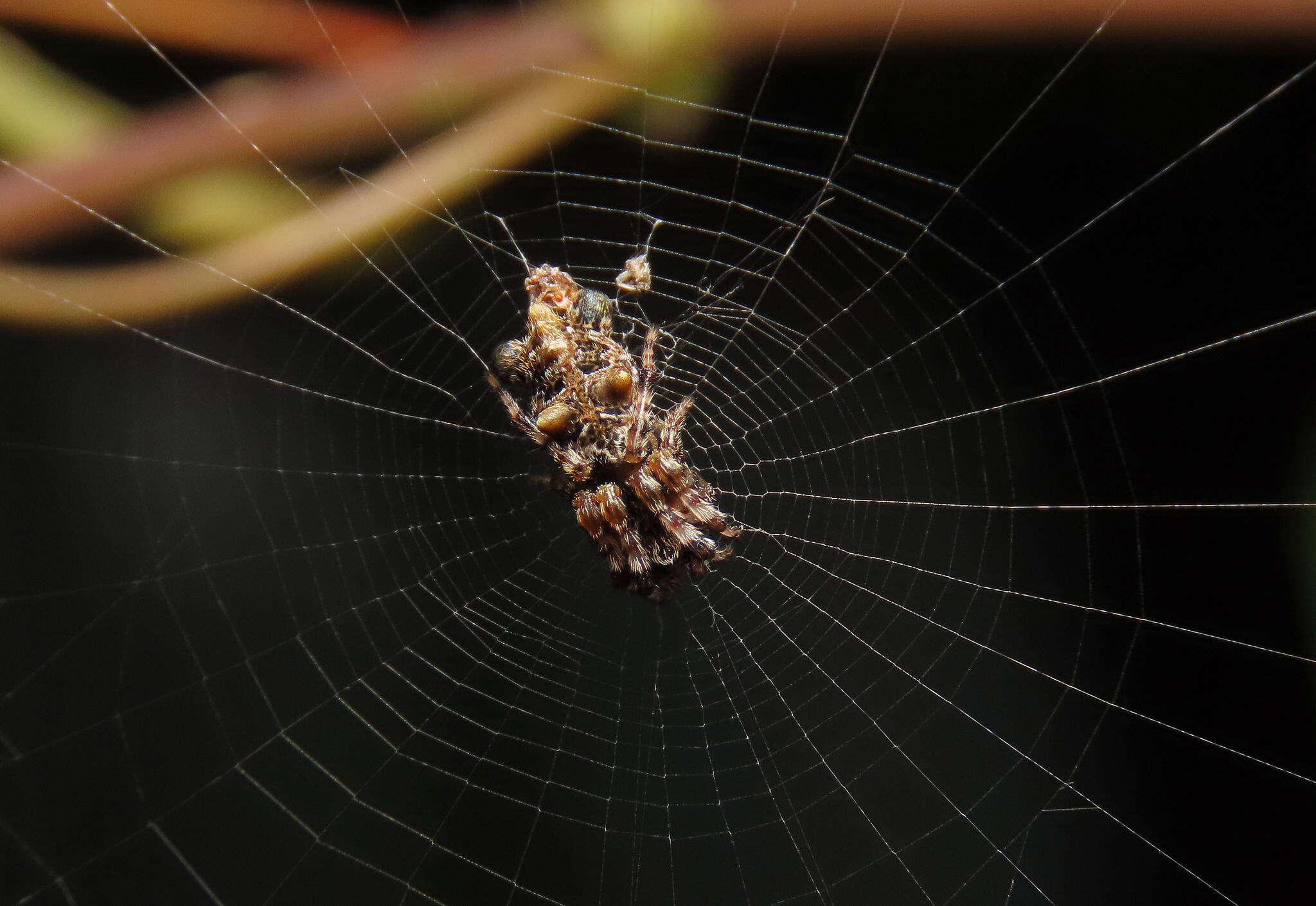 Image of Cyclosa diversa (O. Pickard-Cambridge 1894)