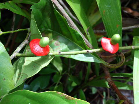 Image of Heisteria acuminata (Humboldt & Bonpland) Engler