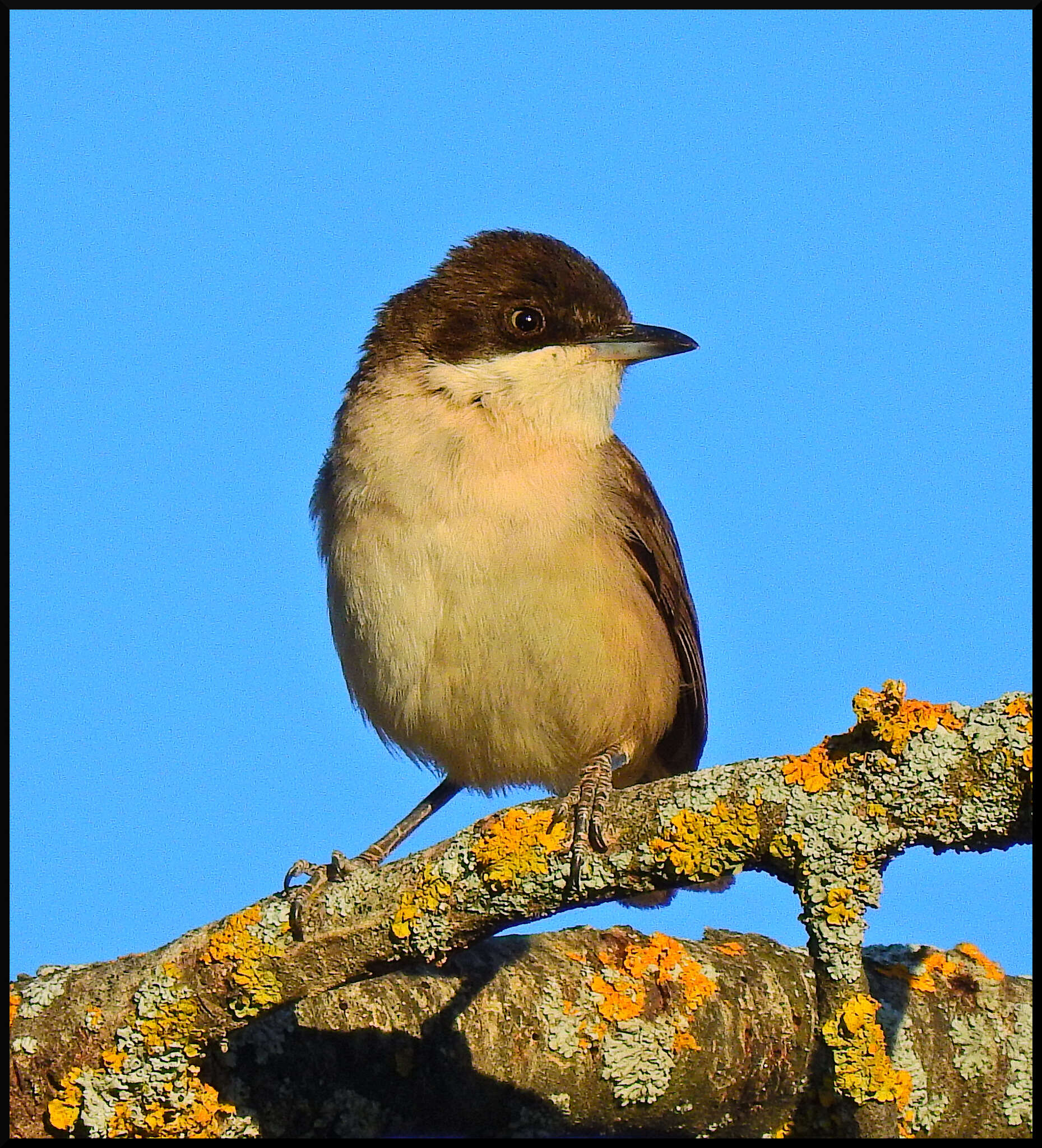 Image of Western Orphean Warbler