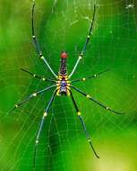 Image of Nephila pilipes (Fabricius 1793)