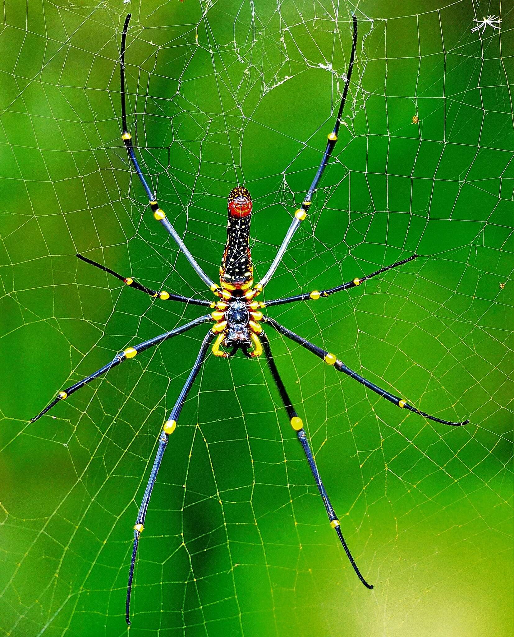 Image of Nephila pilipes (Fabricius 1793)