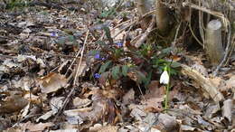 Image of Galanthus plicatus M. Bieb.