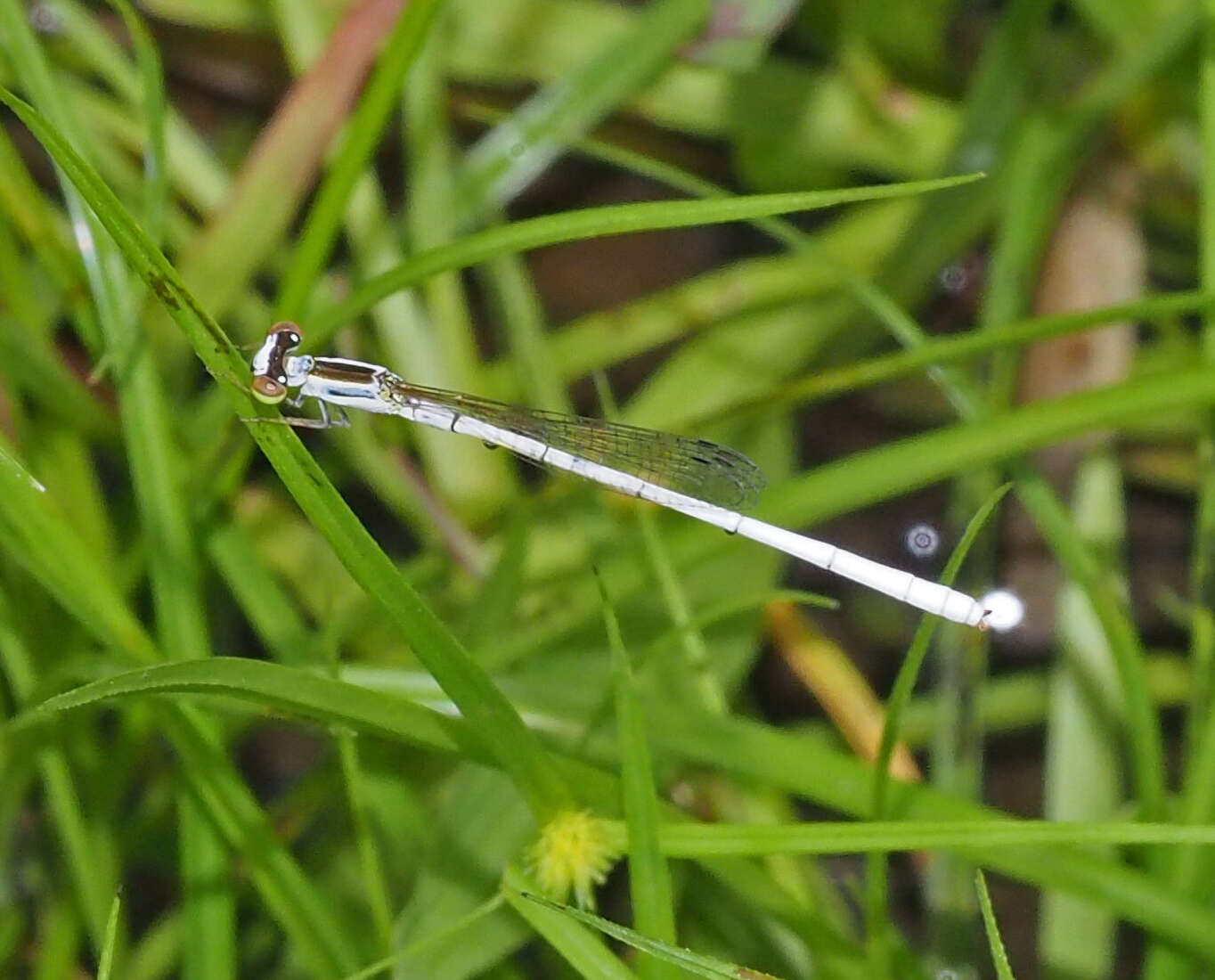 Sivun Agriocnemis argentea Tillyard 1906 kuva