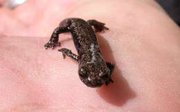 Image of Mount Lyell Salamander