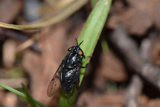 Слика од Eristalotabanus