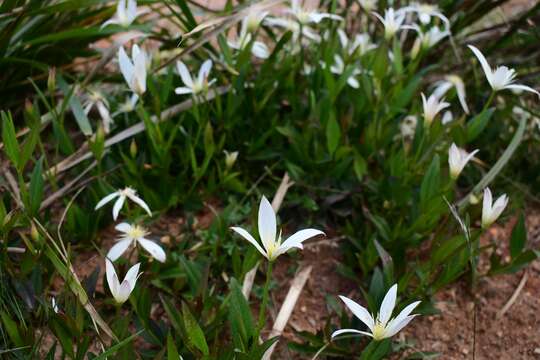 Image of Clematis gentianoides DC.