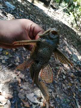 صورة Pterygoplichthys punctatus (Kner 1854)