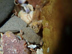 Image of Eastern Jumping Blenny