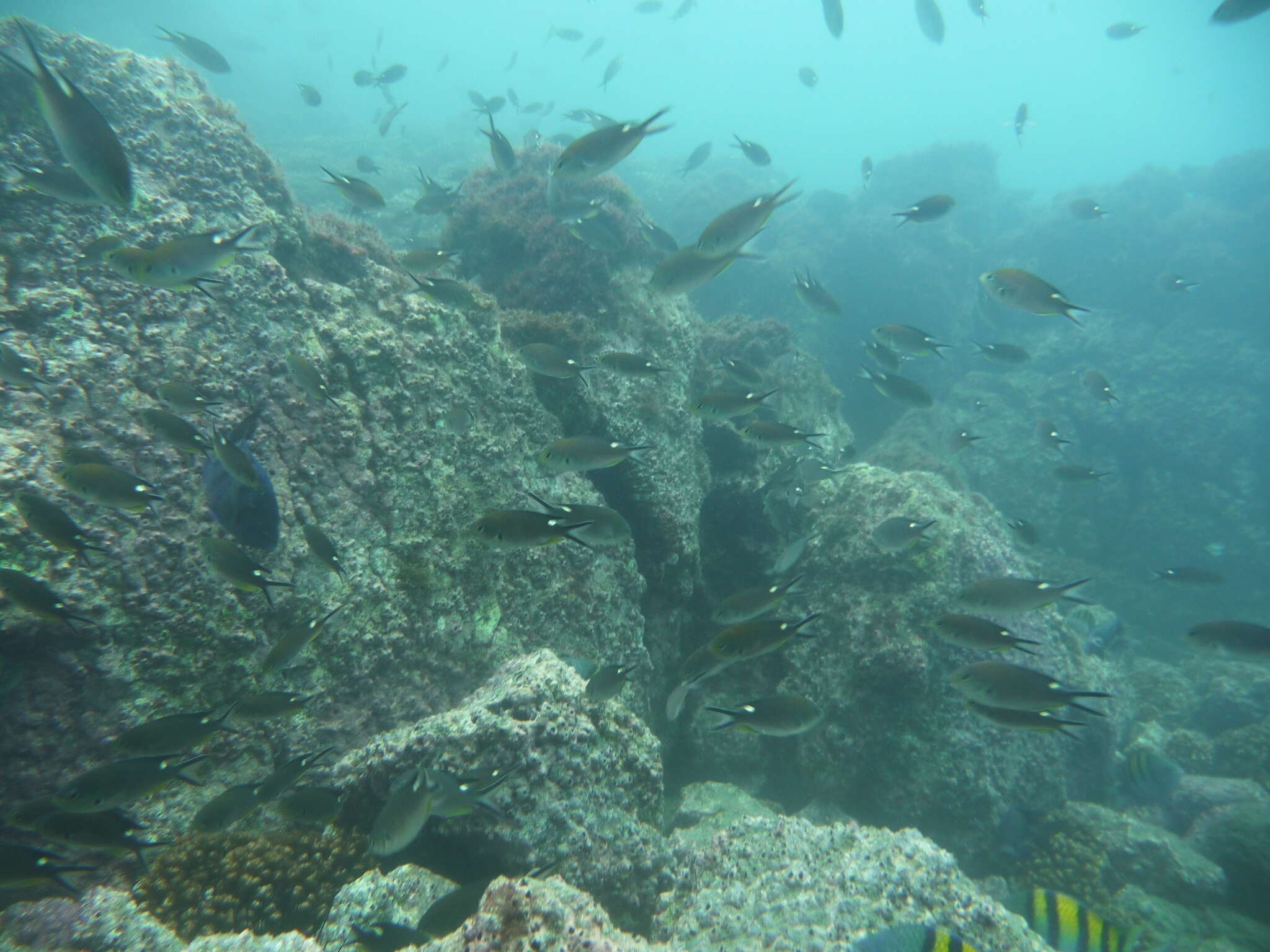 Image of Scissortail damselfish