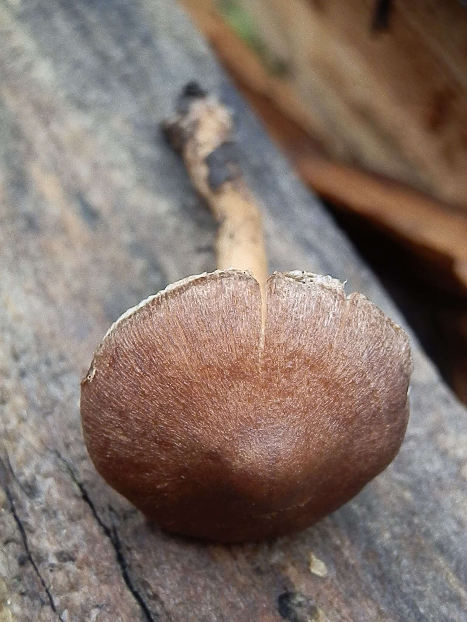 Image of Inocybe pseudodestricta Stangl & J. Veselský 1973