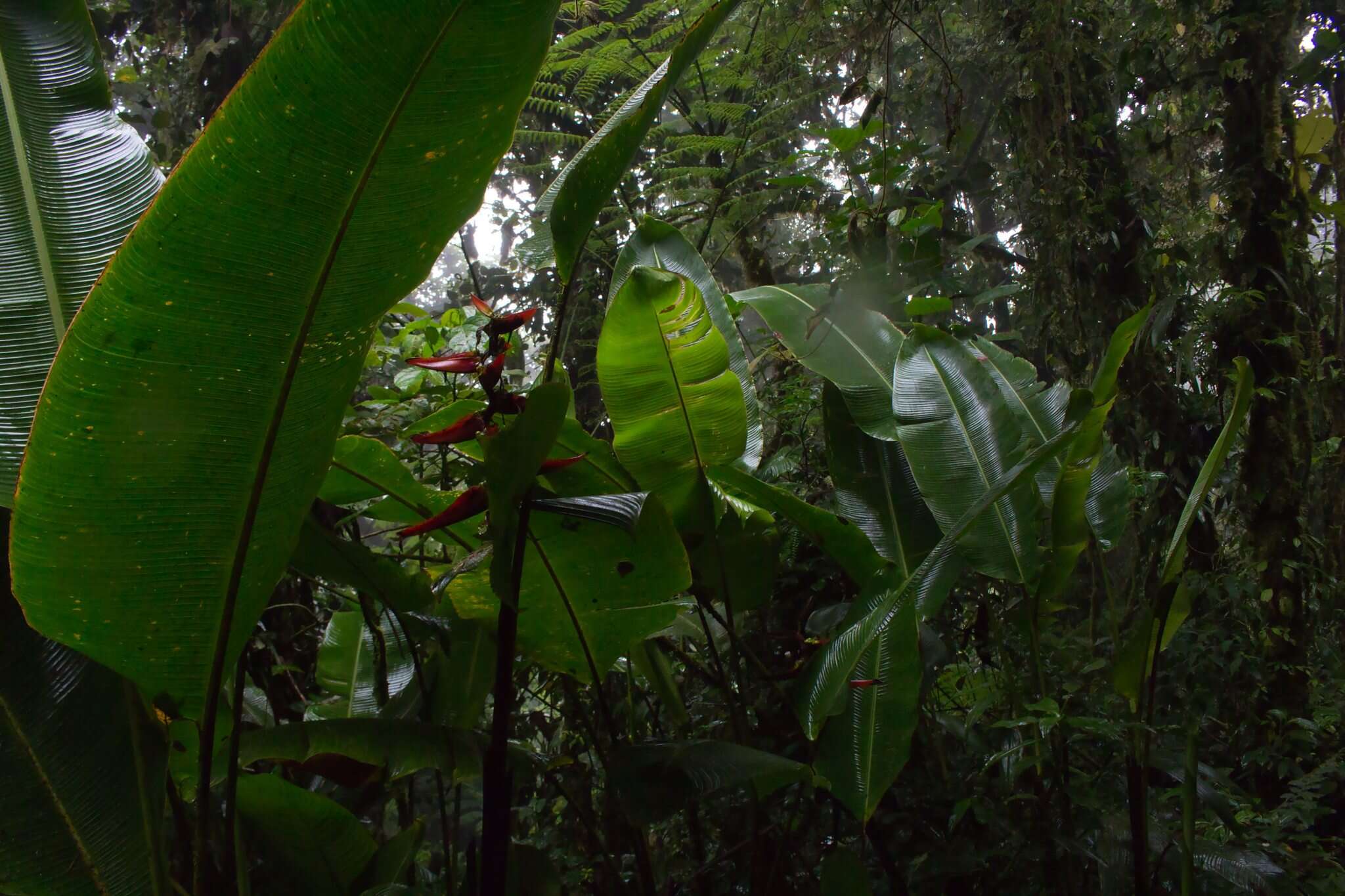 Image de Heliconia monteverdensis G. S. Daniels & F. G. Stiles