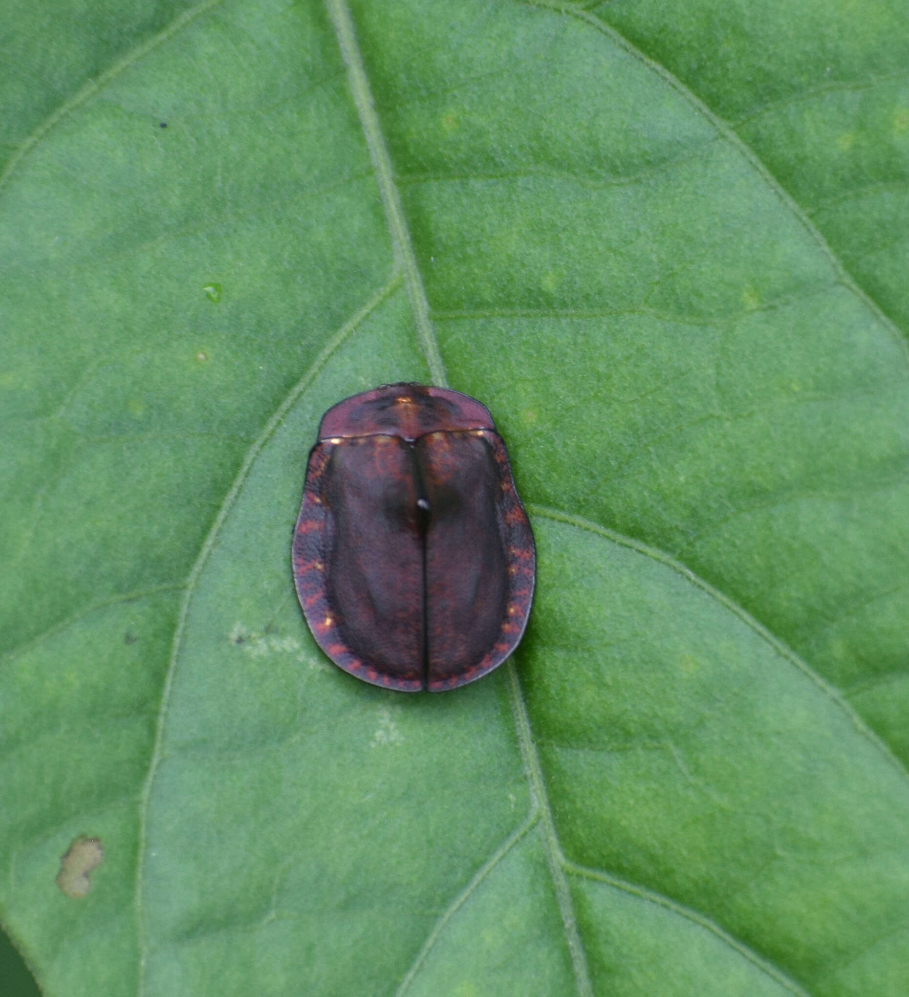 Image of Chelymorpha aculeata Borowiec 2000