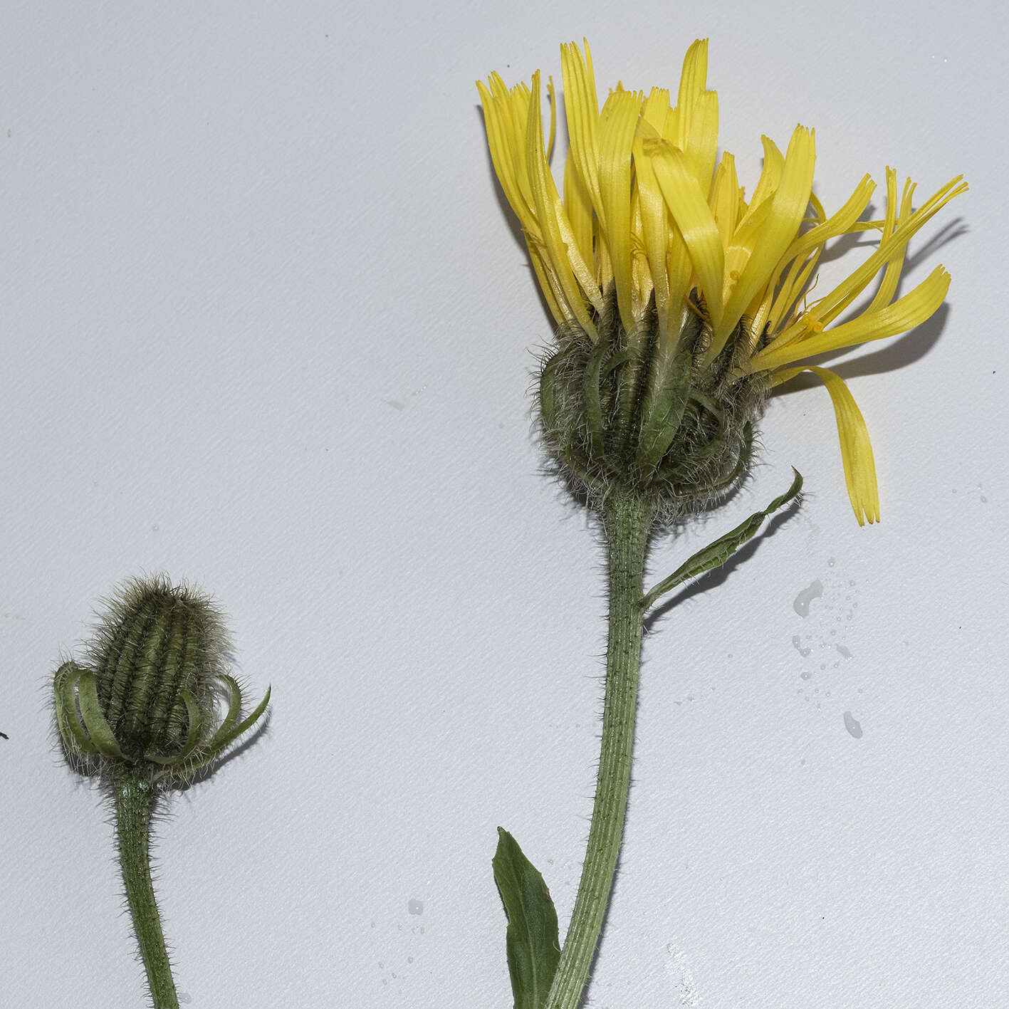 Image of Pyrenean Hawksbeard