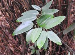 Smilax hypoglauca Benth. resmi