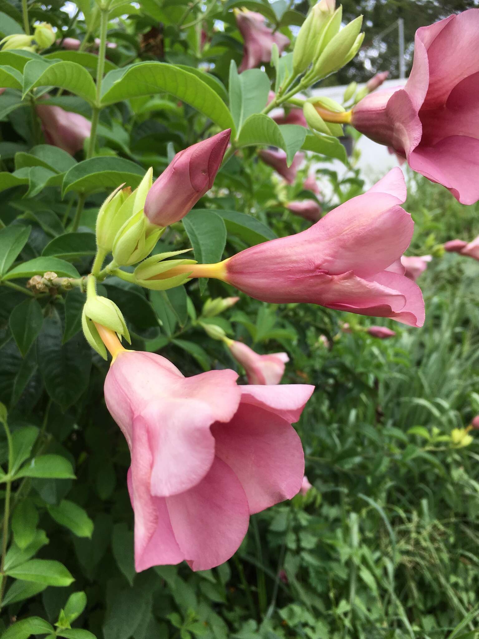 Image of purple allamanda