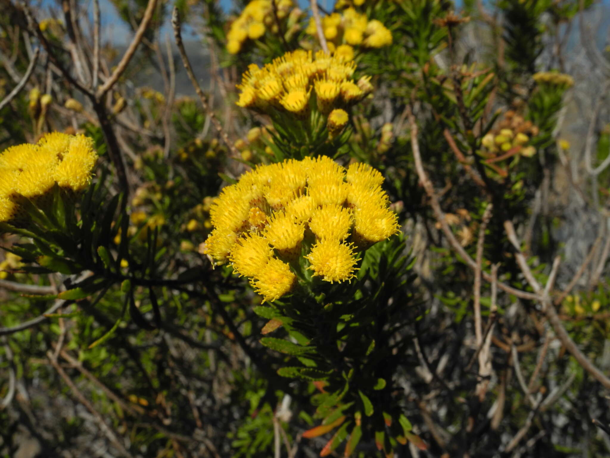 Image de Allagopappus canariensis (Willd.) Greuter