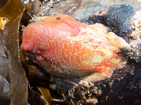 Image of Northern red anemone