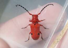 Image of Red-femured Milkweed Borer