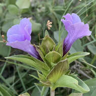 Imagem de Barleria mackenii Hook. fil.