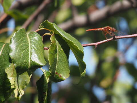 Image of Cardinal Meadowhawk