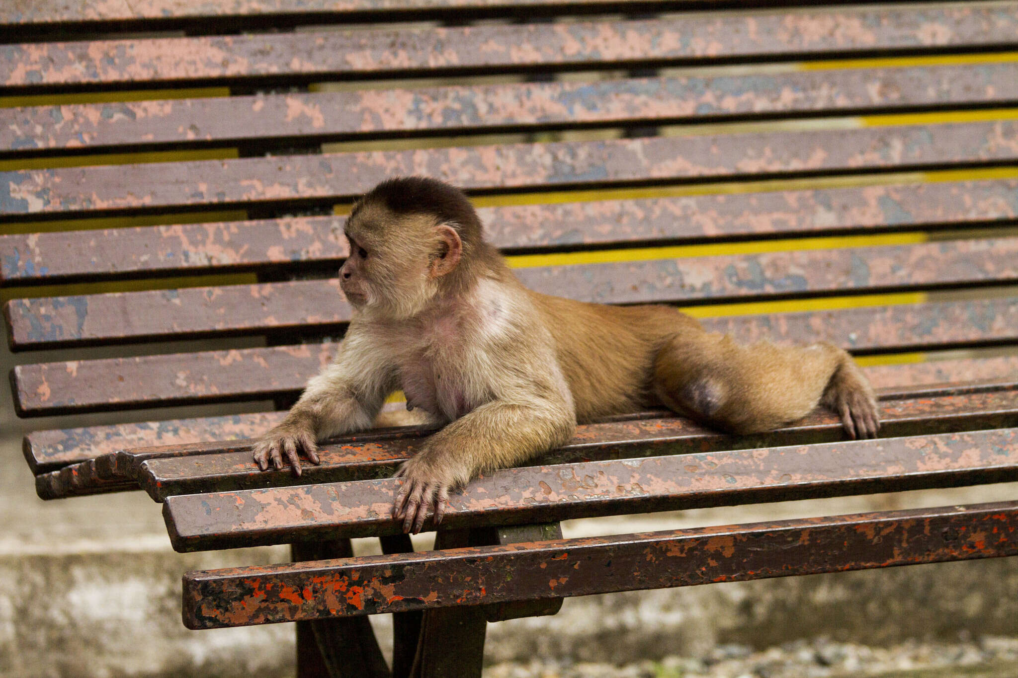 Image of Maranon white fronted capuchin