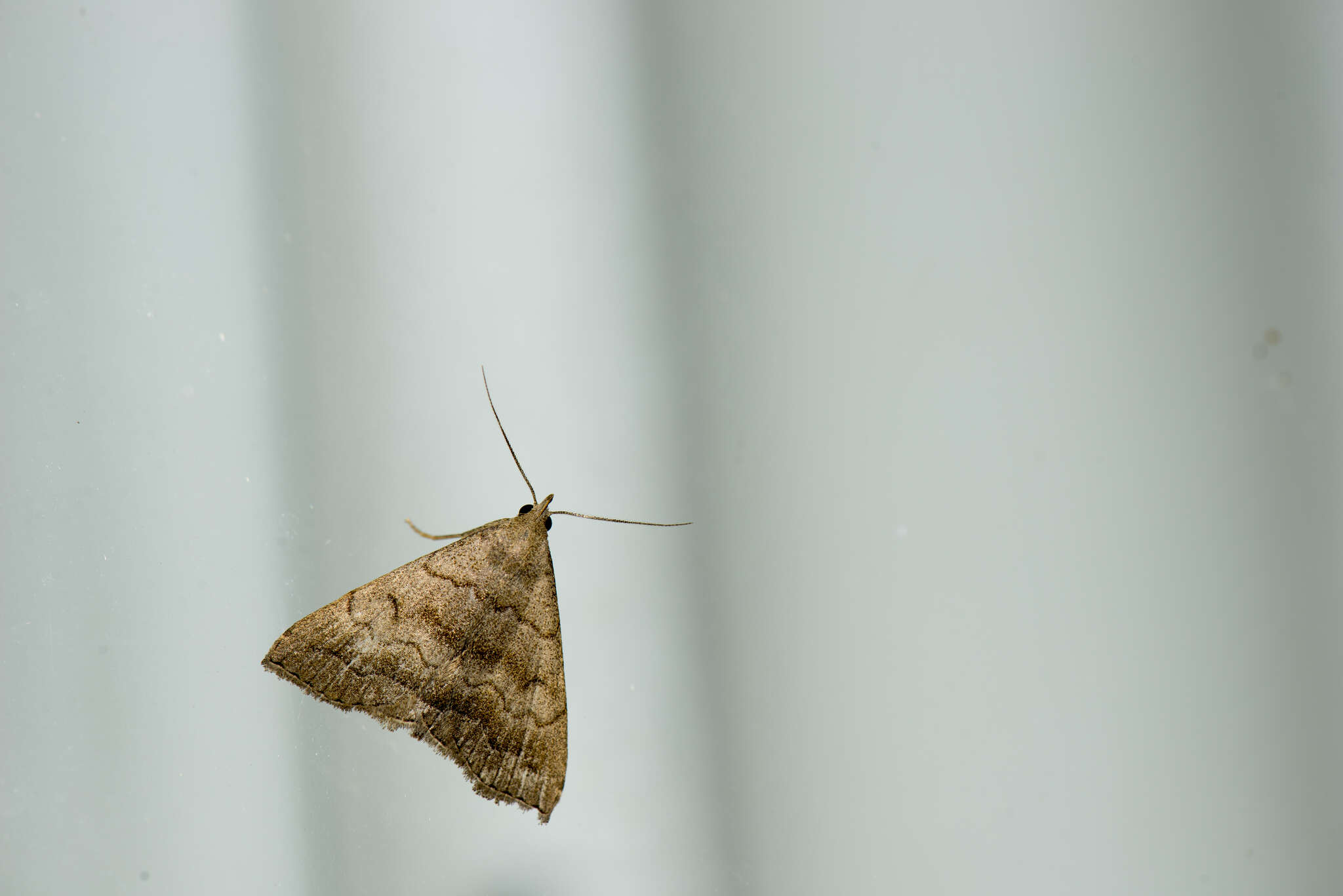 Image of Polypogon vermiculata (Leech 1900)