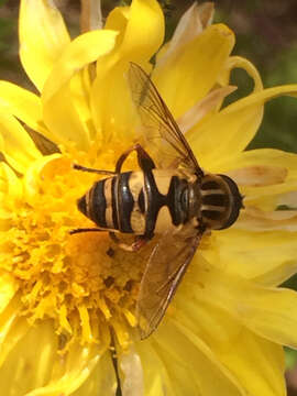 Image of Helophilus fasciatus Walker 1849