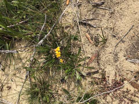 Image of Goodenia bellidifolia subsp. bellidifolia