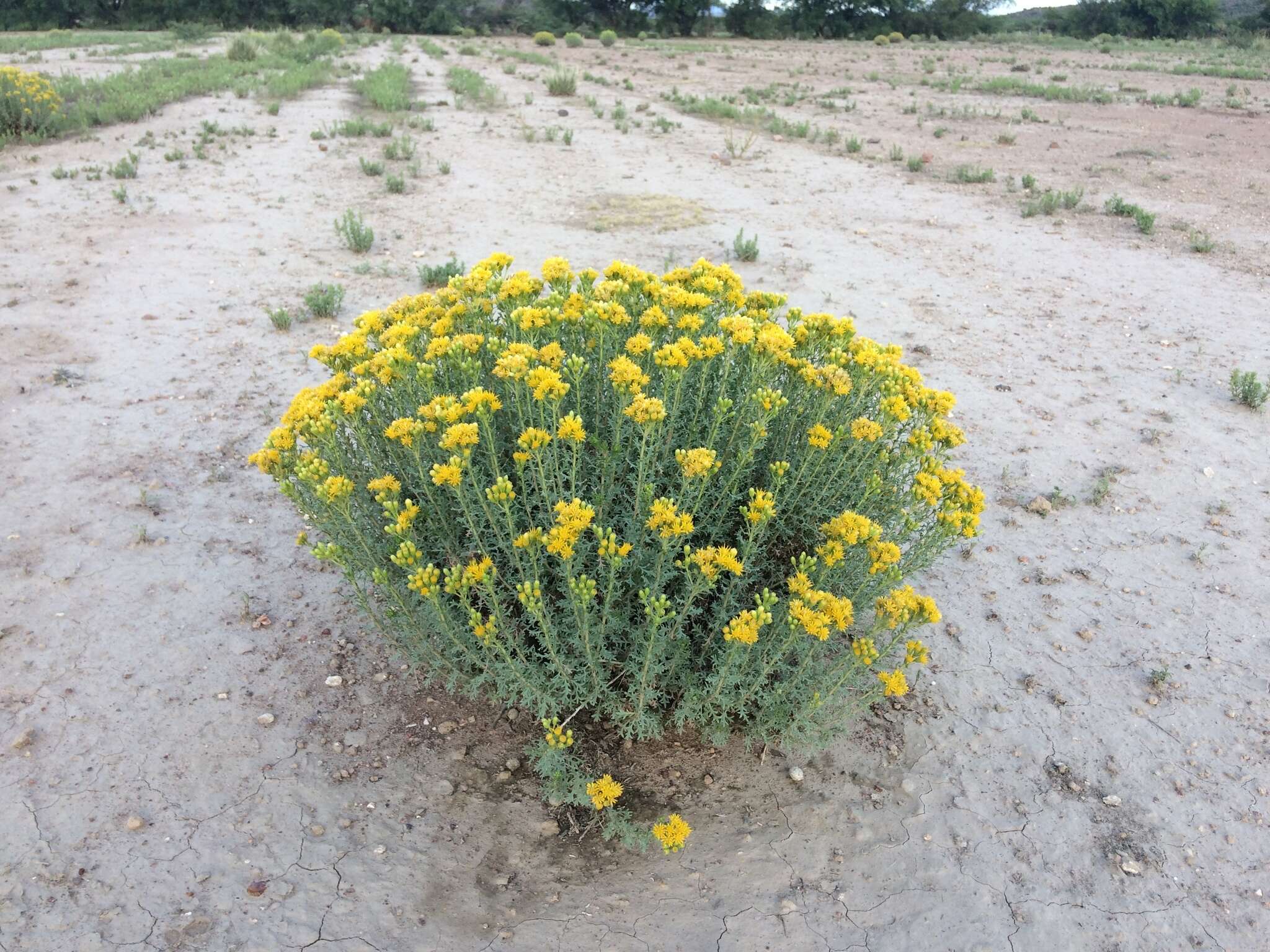 Image of Isocoma hartwegii (A. Gray) Greene