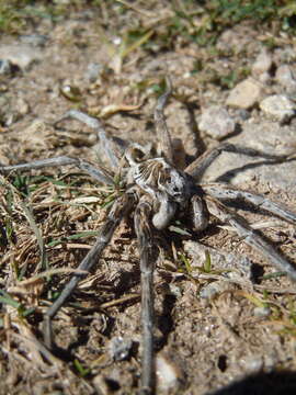 Image of Tasmanicosa musgravei (McKay 1974)