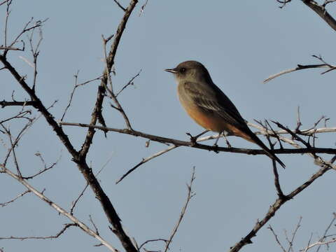 Image of Say's Phoebe