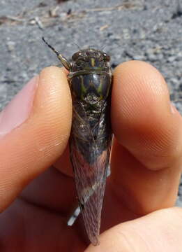 Image of clapping cicada