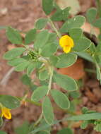 Image of coastal bird's-foot trefoil