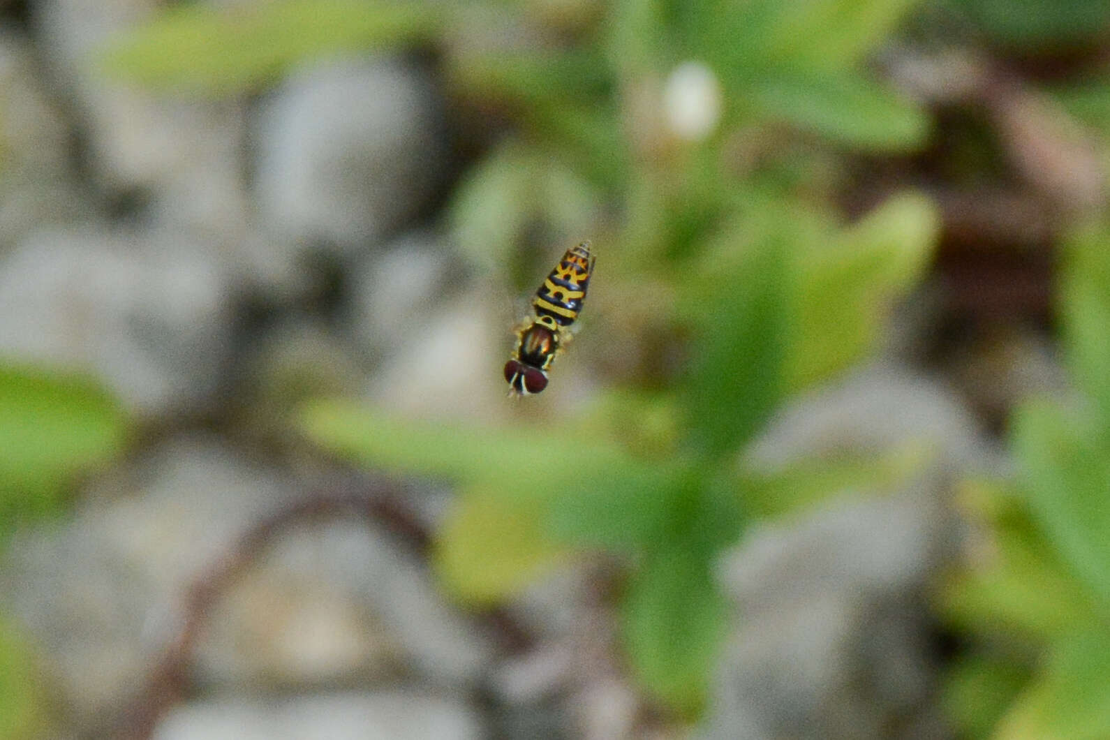 Image of Syrphid fly