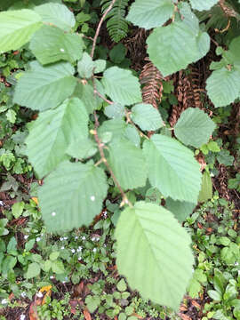 Image of Corylus cornuta subsp. californica (A. DC.) A. E. Murray