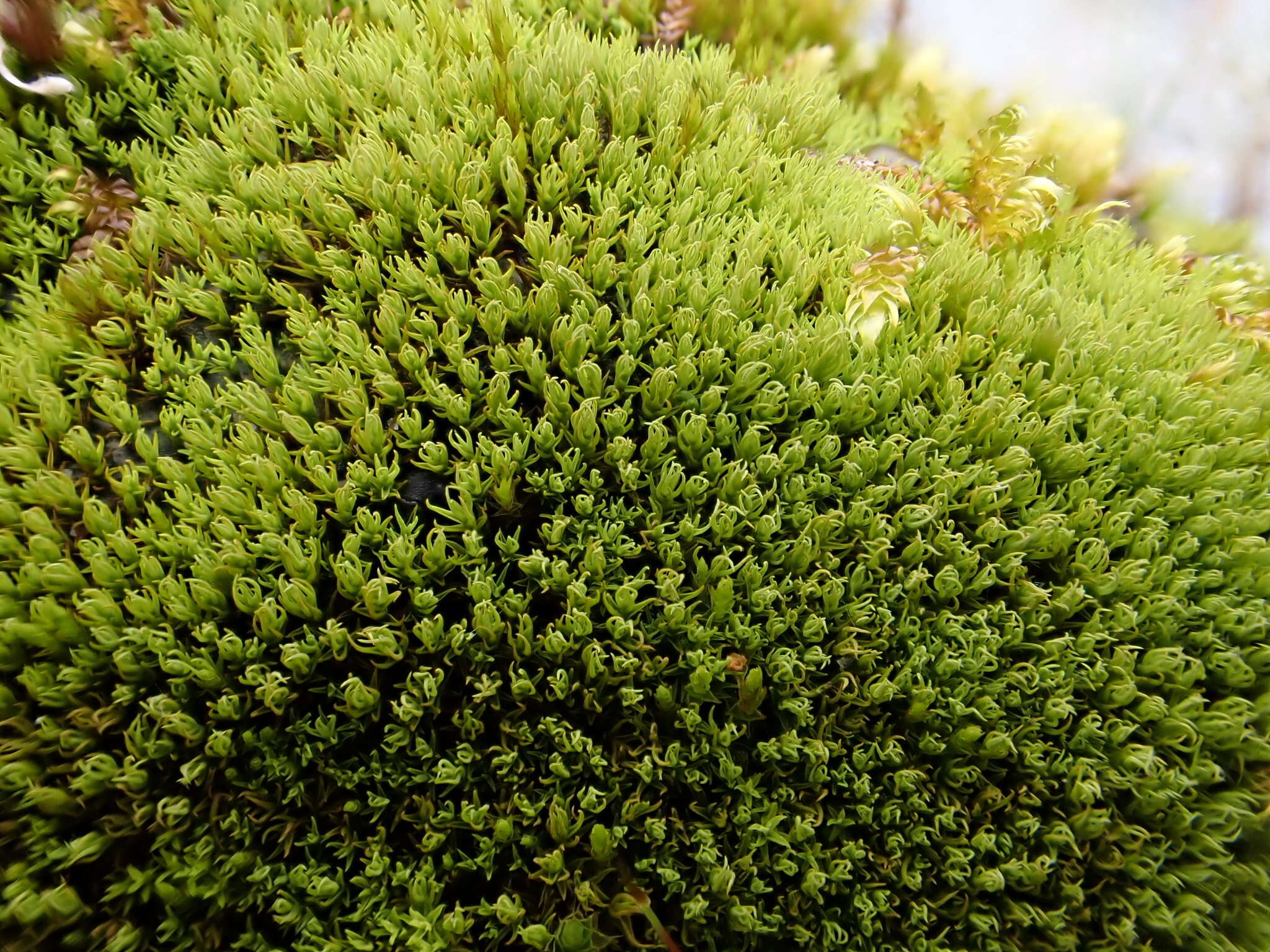 Image of tortella moss