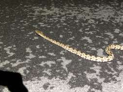 Image of Protobothrops mucrosquamatus (Cantor 1839)