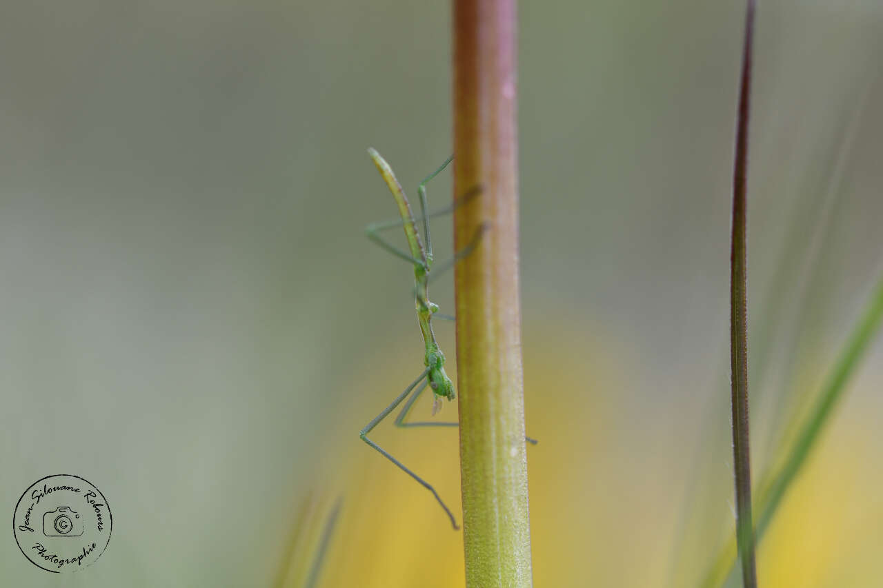 Image of Pijnackeria masettii Scali, Milani & Passamonti 2013