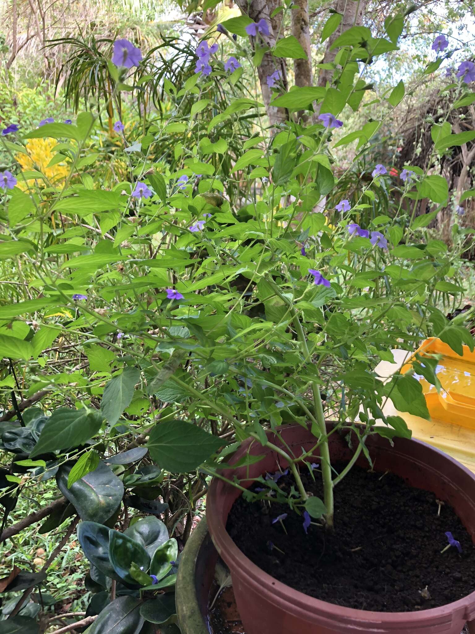 Image of Jamaican forget-me-not